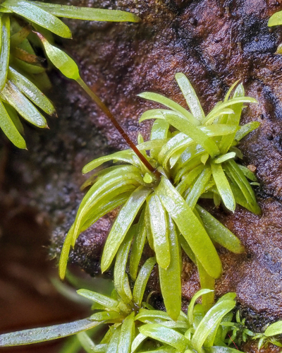 <i>Octoblepharum albidum</i> Hedw., 1801 &copy; 