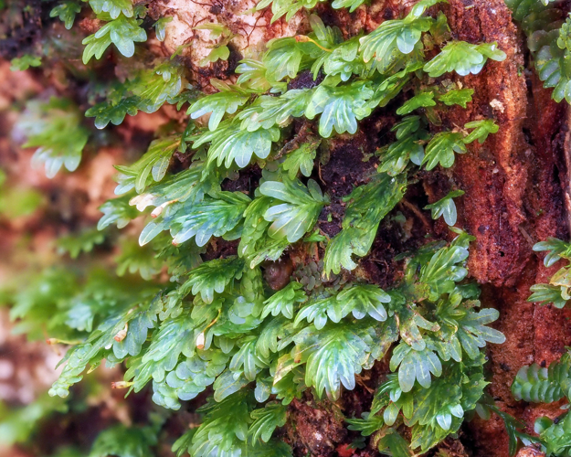<i>Fissidens ah-pengae</i> Brugg.-Nann., 2009 &copy; 