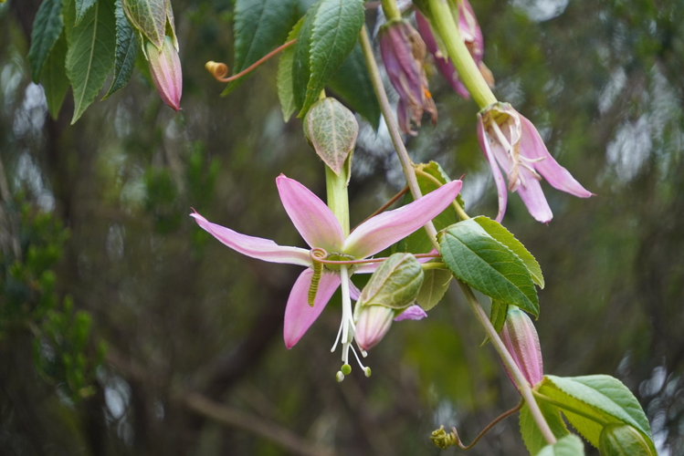 <i>Passiflora tarminiana Coppens & V.E.Barney, 2001</i> &copy; Pierre-Louis Stenger