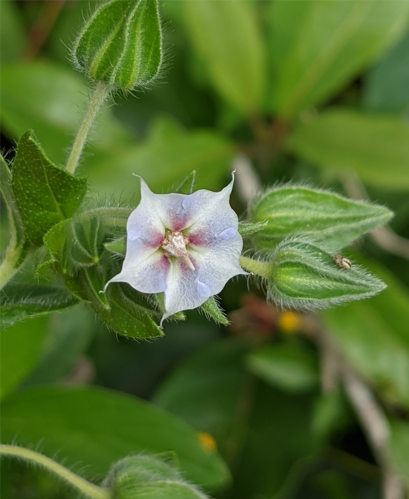 <i>Trichodesma zeylanicum (Burm.f.) R.Br., 1810</i> &copy; Denis Bastianelli