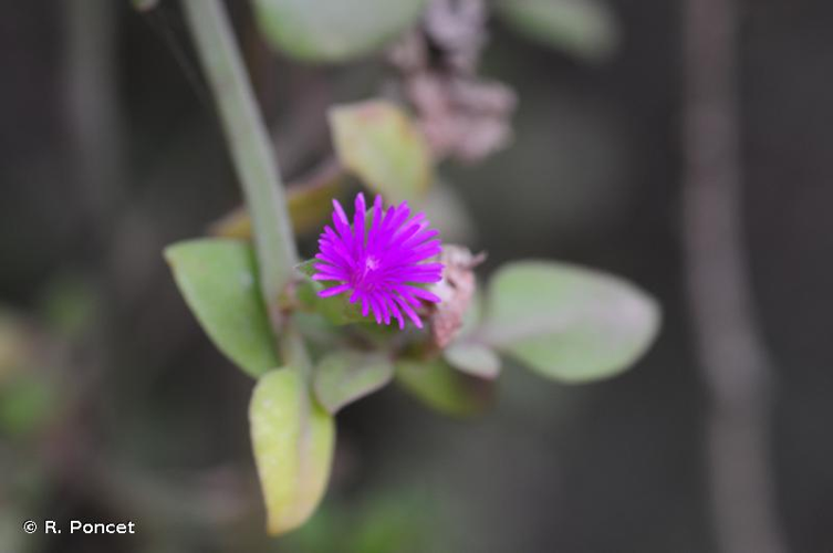 <i>Aptenia cordifolia</i> (L.f.) Schwantes, 1928 &copy; R. Poncet