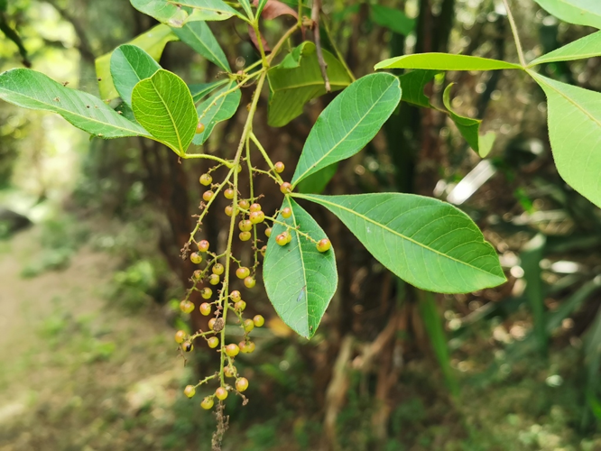 <i>Searsia longipes (Engl.) Moffett, 2007</i> &copy; Jean-Philippe BASUYAUX