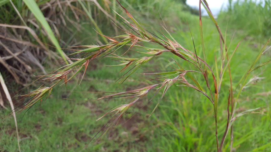 <i>Themeda quadrivalvis (L.) Kuntze, 1891</i> &copy; François Rousseu