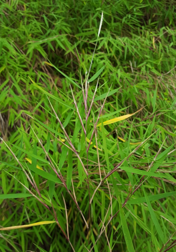 <i>Pogonatherum paniceum (Lam.) Hack., 1906</i> &copy; François Rousseu