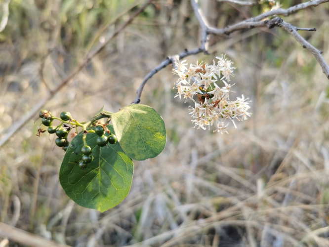 <i>Ehretia cymosa Thonn., 1827</i> &copy; Jean-Philippe BASUYAUX