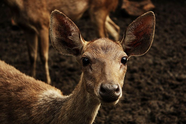 <i>Rusa timorensis russa (Müller & Schlegel, 1845)</i> &copy; 