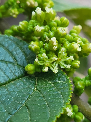 <i>Trema orientalis (L.) Blume, 1852</i> &copy; Jacek Pietruszewski