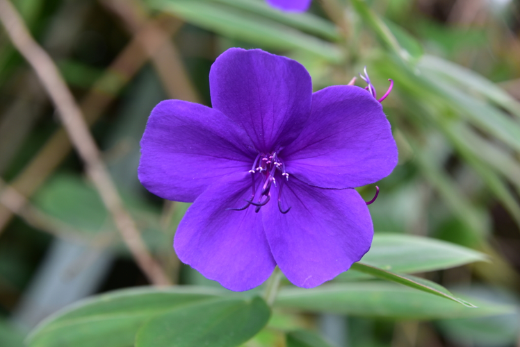 <i>Pleroma urvilleanum (DC.) P.J.F.Guim. & Michelang., 2019</i> &copy; Thierry CORDENOS