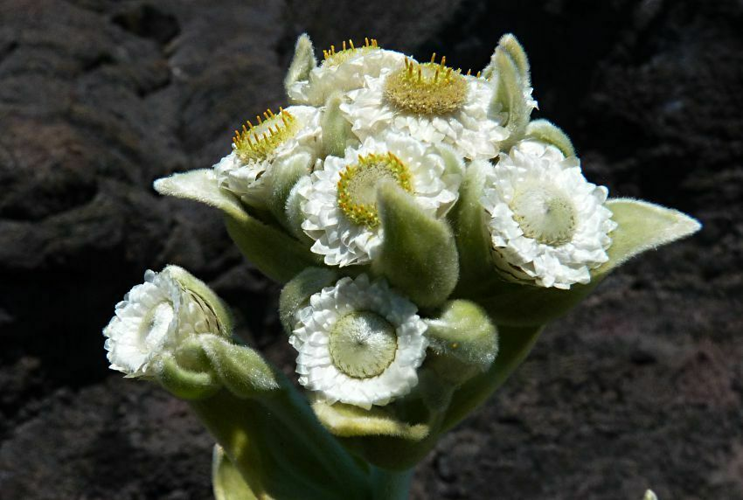 <i>Helichrysum heliotropifolium (Lam.) DC., 1838</i> &copy; Lou G.