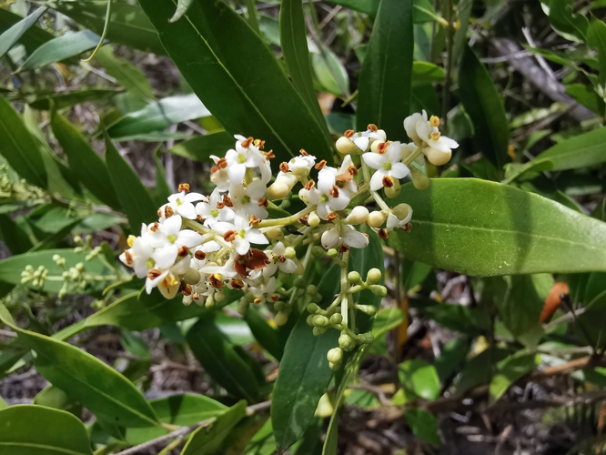 <i>Olea europaea subsp. cuspidata (Wall. ex G.Don) Cif., 1942</i> &copy; Jean-Philippe BASUYAUX