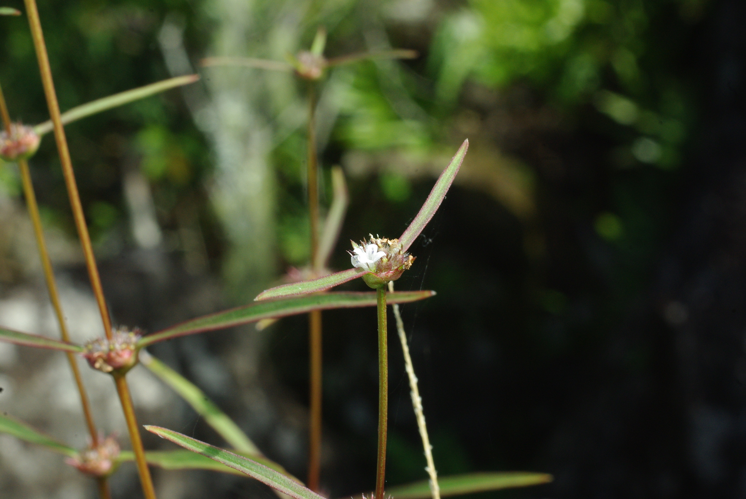 <i>Spermacoce flagelliformis</i> Poir., 1806 &copy; CBNM - Christian Fontaine