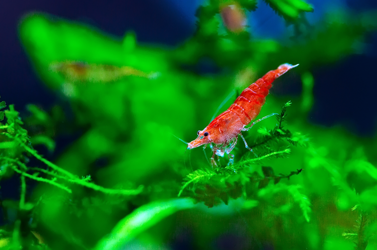 <i>Neocaridina davidi Bouvier, 1904</i> &copy; 