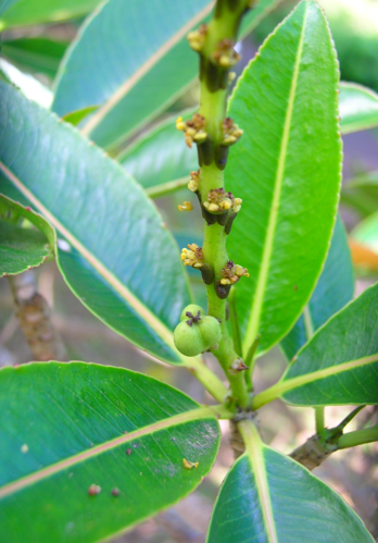 <i>Stillingia lineata</i> (Lam.) Müll.Arg. &copy; CBNM - Sonia Francoise