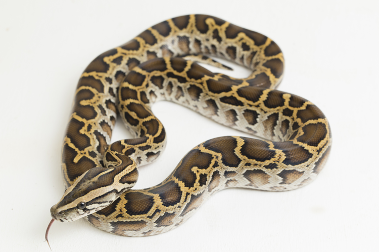 <i>Coluber molurus Linnaeus, 1758</i> &copy; 