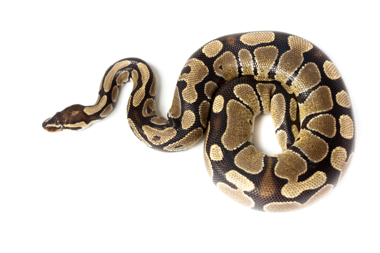 <i>Python regius (Shaw, 1802)</i> &copy; 