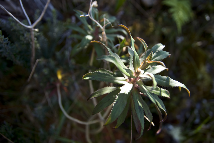 <i>Heterochaenia ensifolia</i> (Lam.) DC., 1839 &copy; CBNM - Simon Chauchard