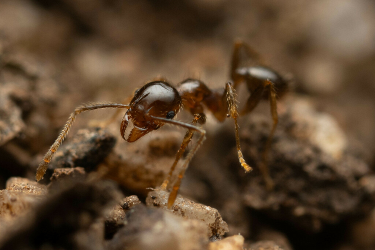 <i>Pheidole megacephala (Fabricius, 1793)</i> &copy; M. Ayers