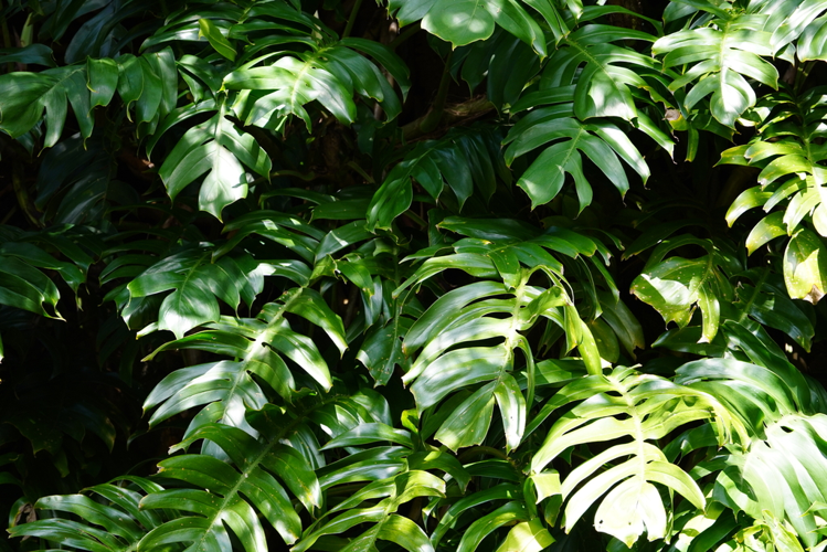 <i>Epipremnum pinnatum (L.) Engl., 1908</i> &copy; Pierre-Louis Stenger