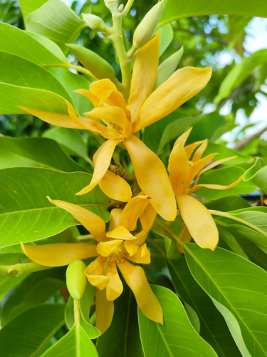 <i>Magnolia champaca (L.) Baill. ex Pierre, 1880</i> &copy; Sim Ee Chai