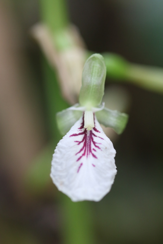 Elettaria cardamomum (L.) Maton, 1811 &copy; Skjold Søndergaard