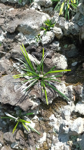 Actiniopteris australis &copy; Géraldine Grondin
