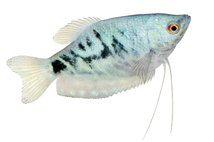 <i>Trichopodus trichopterus (Pallas, 1770)</i> &copy; 