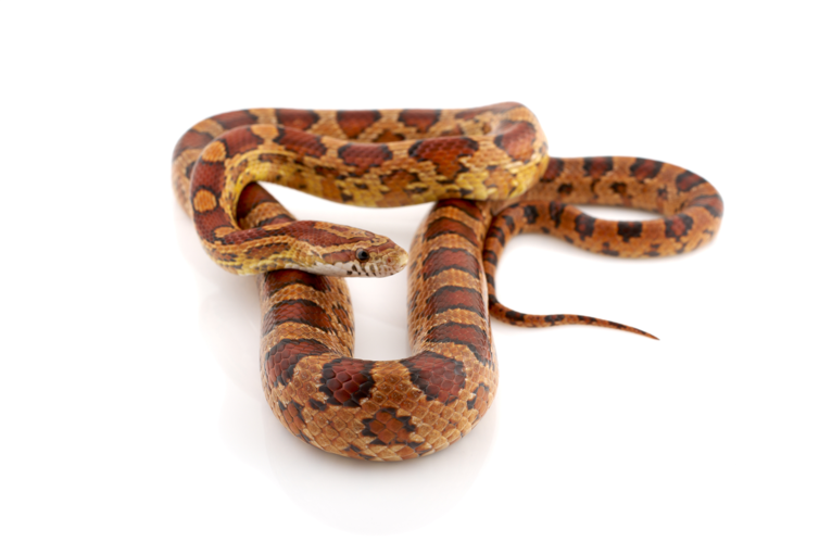 <i>Pantherophis guttatus (Linnaeus, 1766)</i> &copy; 