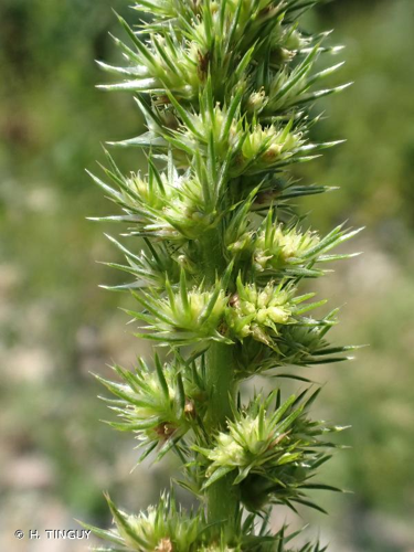 <i>Amaranthus hybridus</i> L., 1753 &copy; H. TINGUY