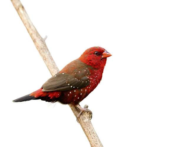 <i>Amandava amandava (Linnaeus, 1758)</i> &copy; 
