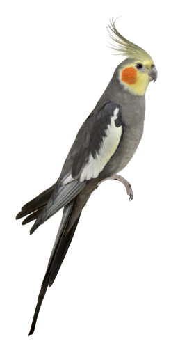<i>Nymphicus hollandicus (Kerr, 1792)</i> &copy; 
