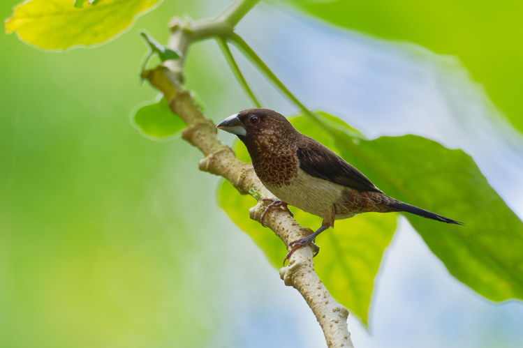 <i>Lonchura striata</i> &copy; 