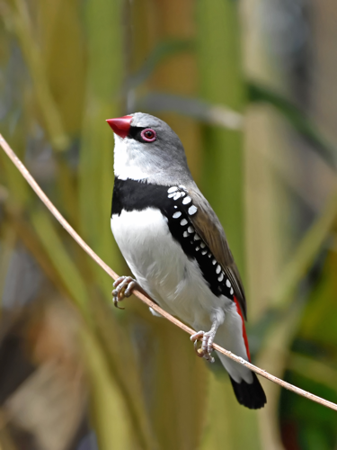 <i>Lonchura cucullata (Swainson, 1837)</i> &copy; 