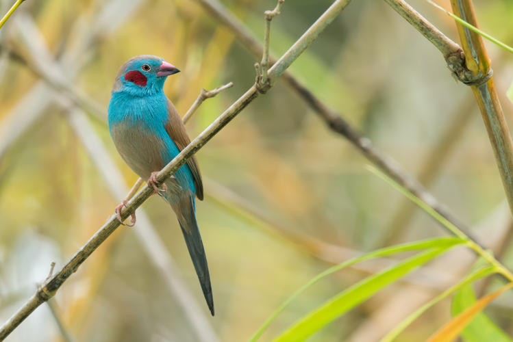 <i>Uraeginthus bengalus (Linnaeus, 1766)</i> &copy; 