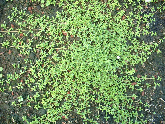 <i>Bacopa monnieri</i> (L.) Wettst., 1891 &copy; CBNM - Christian Fontaine