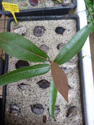 <i>Heritiera littoralis</i> Aiton, 1789 &copy; CBNM - Jean Hivert