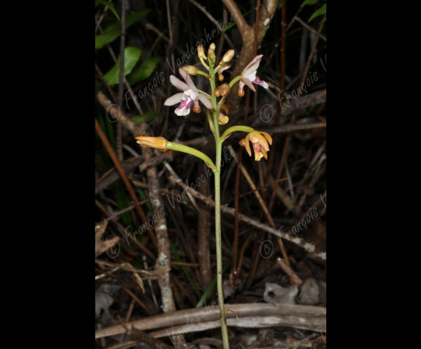 <i>Oeceoclades monophylla</i> (A.Rich.) Garay & P.Taylor, 1976 &copy; F.Vandeschricke