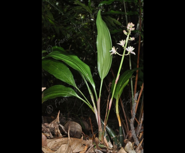 <i>Oeceoclades versicolor</i> (Frapp.) J.-B.Castillon, 2014 &copy; F.Vandeschricke