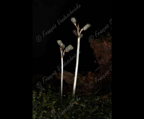<i>Gastrodia similis</i> variante claire Bosser, 2006 &copy; F.Vandeschricke
