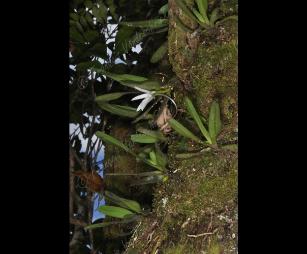 <i>Angraecum borbonicum</i> Bosser, 1988 &copy; F.Vandeschricke