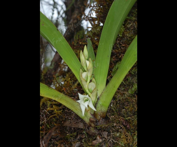 <i>Angraecum bracteosum</i> Balf.f. & S.Moore, 1876 &copy; F.Vandeschricke