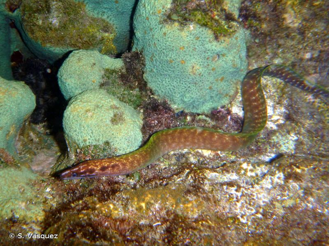 <i>Gymnothorax margaritophorus</i> Bleeker, 1864 &copy; S. Vasquez