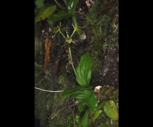 <i>Liparis punctilabris</i> Frapp.,1895 &copy; F.Vandeschricke