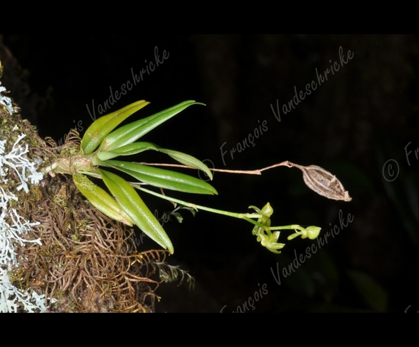 <i>Angraecum dupontii</i> Pailler, 2012 &copy; F.Vandeschricke