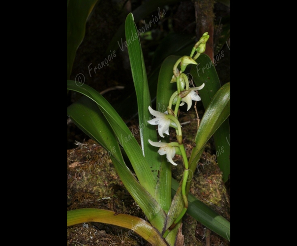 <i>Angraecum striatum</i> Thouars, 1822 &copy; F.Vandeschricke