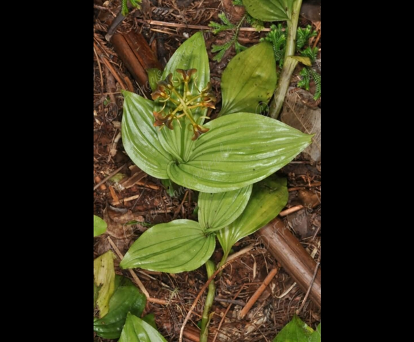 <i>Liparis caulescens</i> ex Frapp., 1895 &copy; F.Vandeschricke