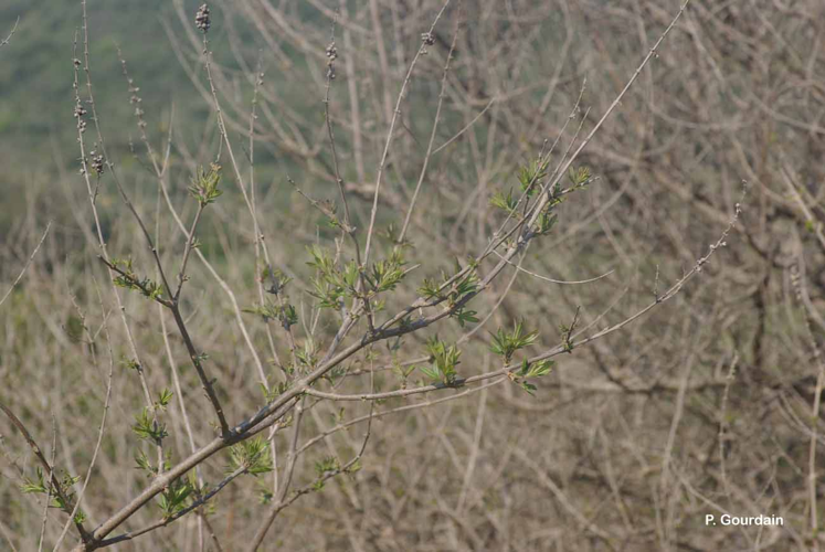 <i>Vitex agnus-castus</i> L., 1753 &copy; P. Gourdain
