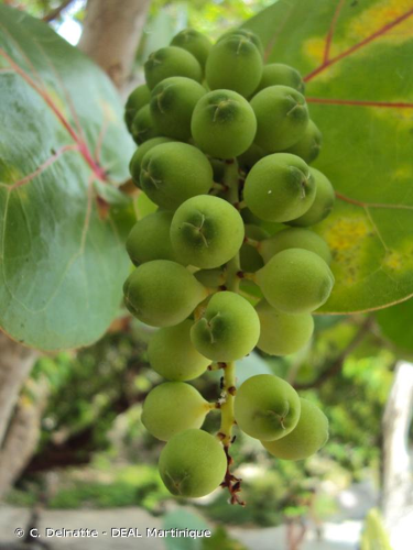 <i>Coccoloba uvifera</i> (L.) L., 1759 &copy; C. Delnatte - DEAL Martinique