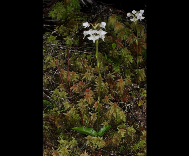 <i>Cynorkis trilinguis</i> (Frapp.) Schltr., 1915 &copy; F.Vandeschricke