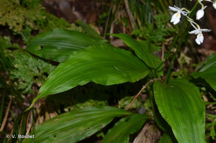 <i>Calanthe sylvatica</i> (Thouars) Lindl. variante alba, 1833 &copy; 