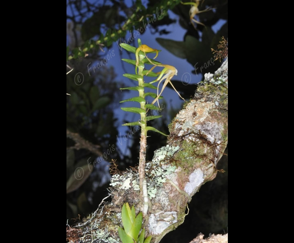 <i>Angraecum appendiculatum</i> Frapp.,1895 &copy; F.Vandeschricke